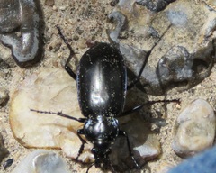 Calosoma macrum