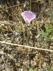 Calochortus splendens