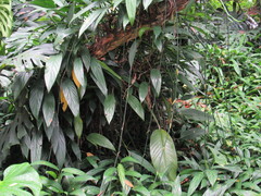 Epipremnum amplissimum