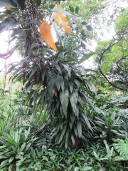 Epipremnum amplissimum