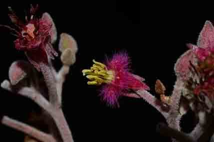 Petenaea cordata