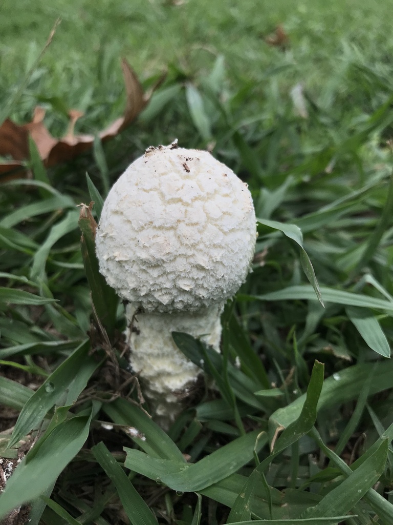 Amanita foetens · March 2023 · photo: © tutitah (iNaturalist, cc0)