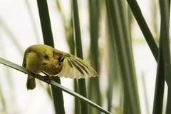 Ploceus castaneiceps