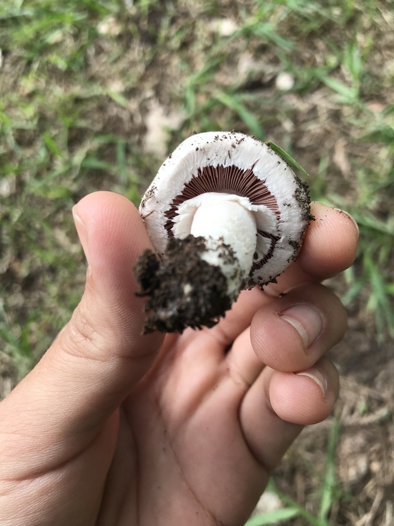 Agaricus campestris · March 2023 · photo: © tutitah (iNaturalist, cc0)