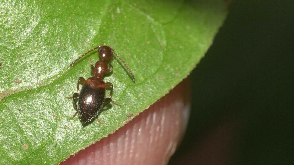 Anthelephila from Kharghar, Navi Mumbai, Maharashtra, India on March 24