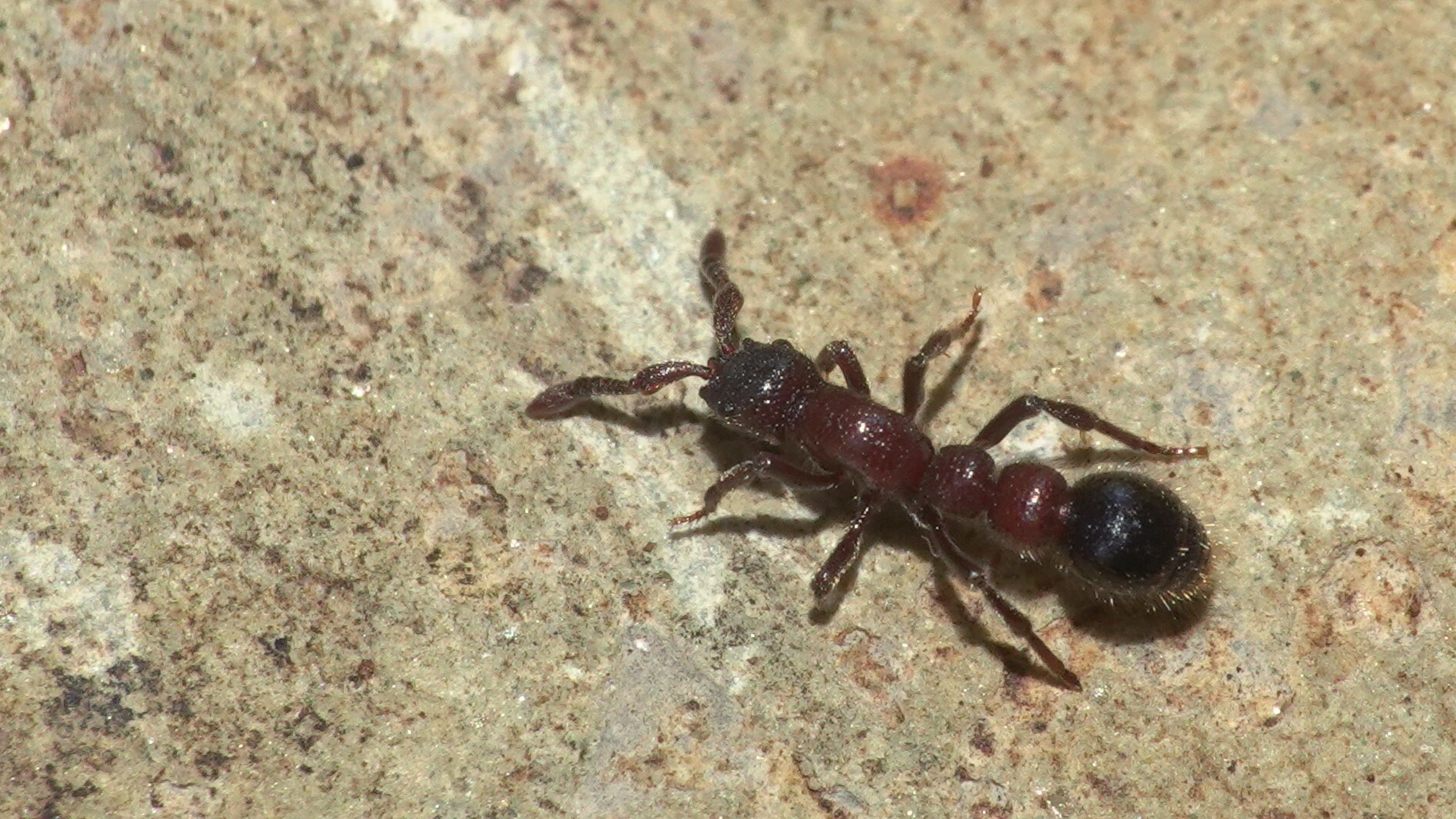 Parasyscia aitkenii