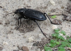 Calosoma macrum