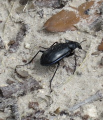 Calosoma macrum
