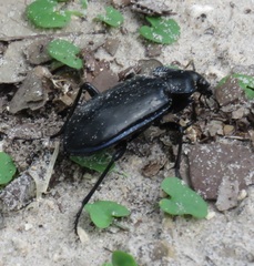 Calosoma macrum