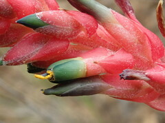 Puya tuberosa, photograph (c) Nolan Exe, some rights reserved (CC BY)