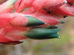 Puya tuberosa, photograph (c) Nolan Exe, some rights reserved (CC BY)