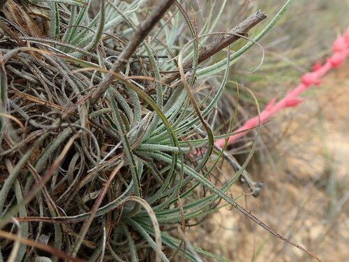 Puya tuberosa, photograph 6