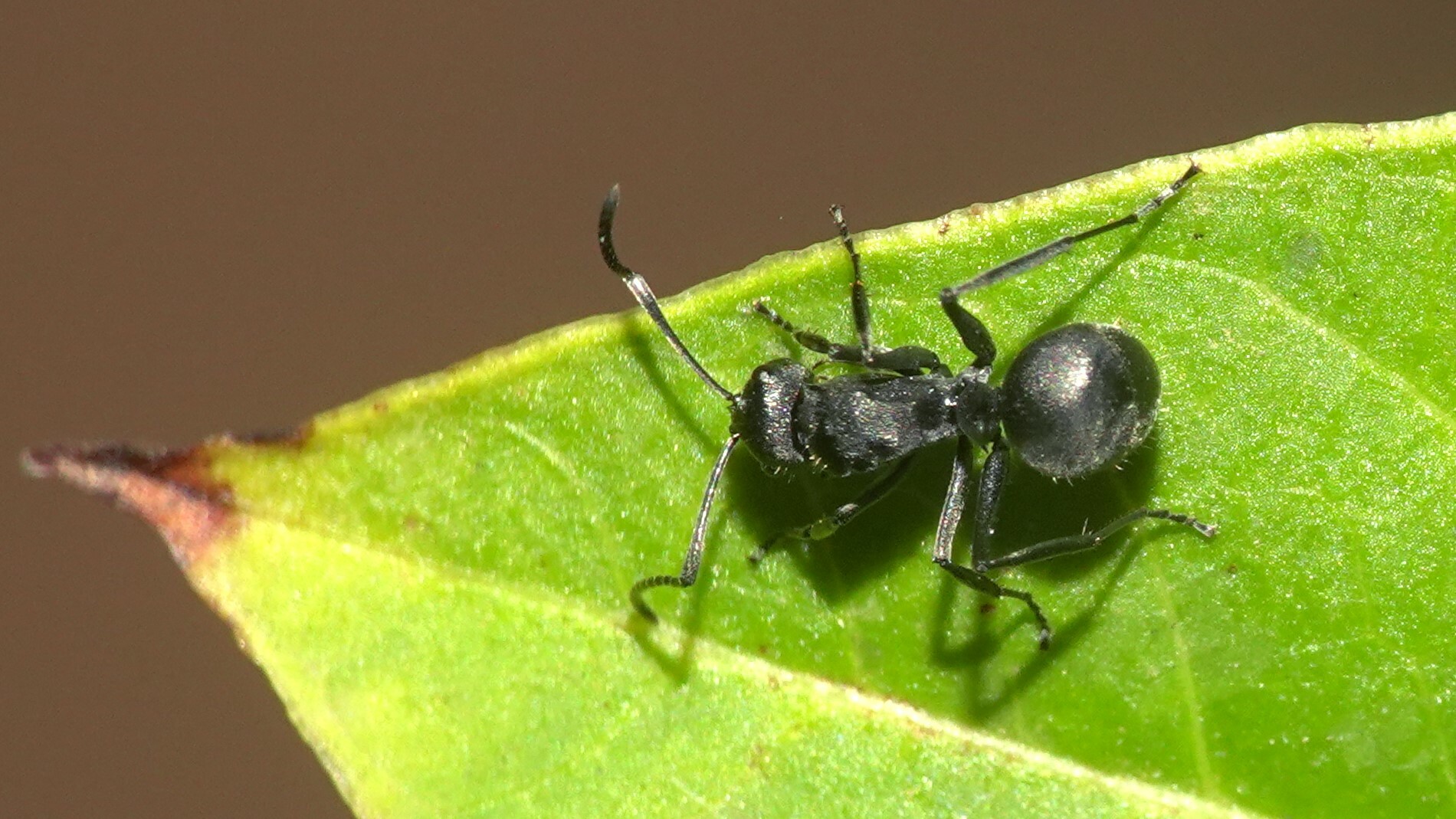 Polyrhachis punctillata