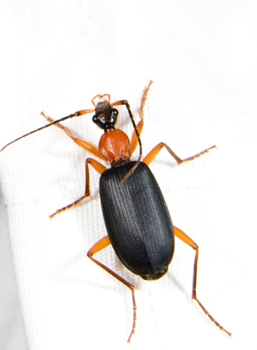 Galerita bicolor photo 3