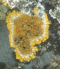 Variospora aurantia