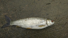 Squaliobarbus curriculus