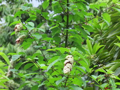 Gmelina elliptica