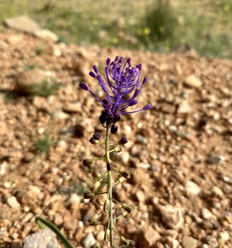 Tassel Hyacinth