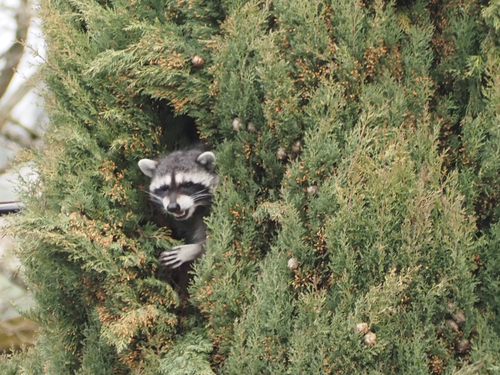 Common Raccoon photographed in Washington