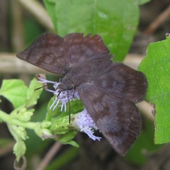 Pellicia arina