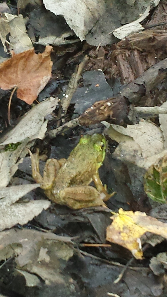 American Water Frogs from 180 Main St, Kingston, NH 03848, USA on ...