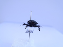 Typhaeus