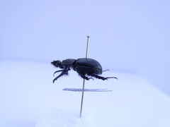 Typhaeus