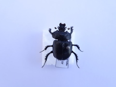 Typhaeus