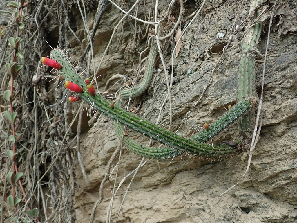 Cleistocactus dependens