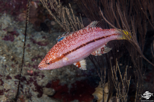 Oxycheilinus arenatus observed 2023-03-26