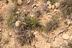 Chascanum cuneifolium