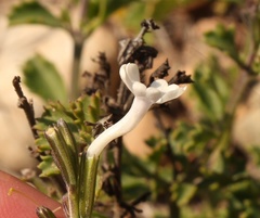 Chascanum cuneifolium