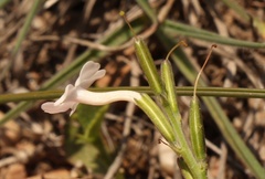 Chascanum cuneifolium