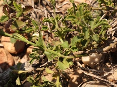 Chascanum cuneifolium