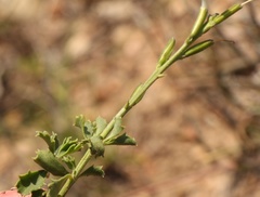 Chascanum cuneifolium