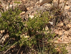 Chascanum cuneifolium