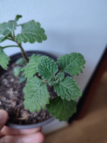 Commiphora myrrha iNat (2)