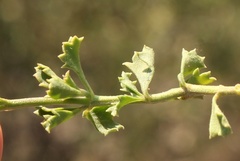 Chascanum cuneifolium