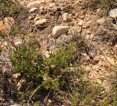 Chascanum cuneifolium