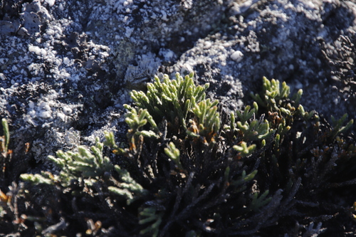 Brunia angulata (Brunia angulata)