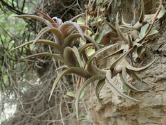 Tillandsia edithae