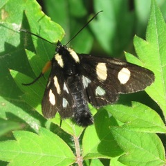 Androloma disparata