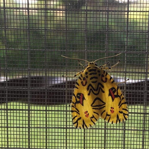 Pikachu Moth