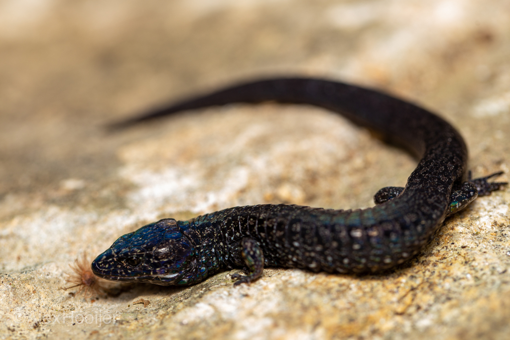 Oreosaurus serranus