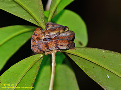 Asthenodipsas laevis