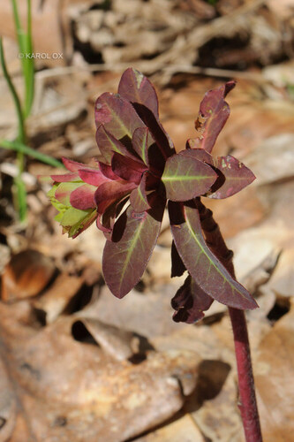 mliečnik mandľolistý (Euphorbia amygdaloides)