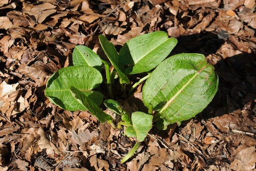 štiavec tupolistý (Rumex obtusifolius)