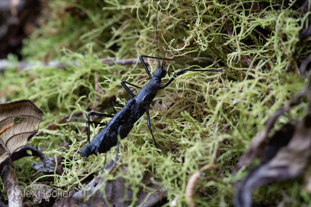 Atratomorpha atrata