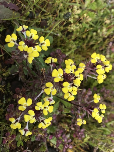 iNaturalist observation photo of butter-and-eggs