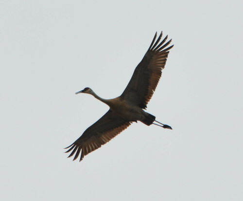 Sandhill Crane photographed in Iowa